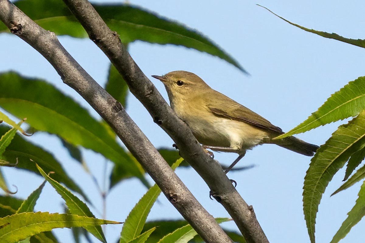 Common Chiffchaff - ML502592461