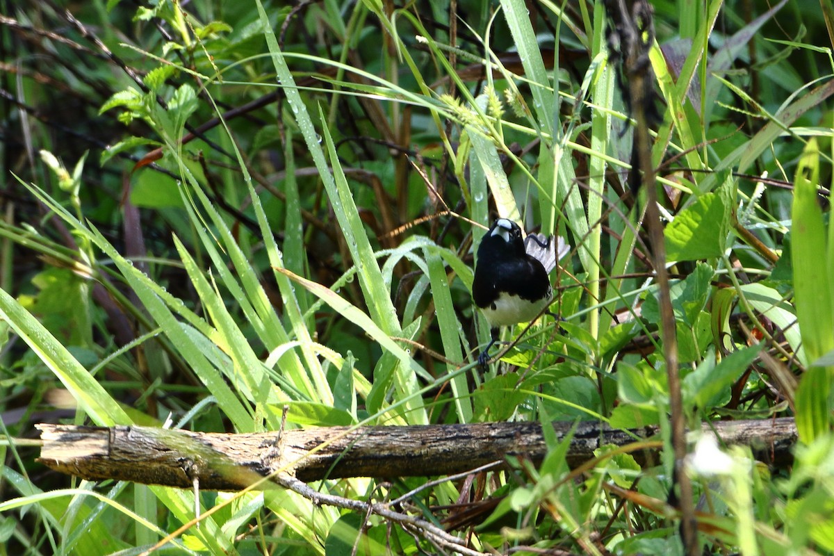 svartryggmannikin (bicolor/poensis) - ML502592861