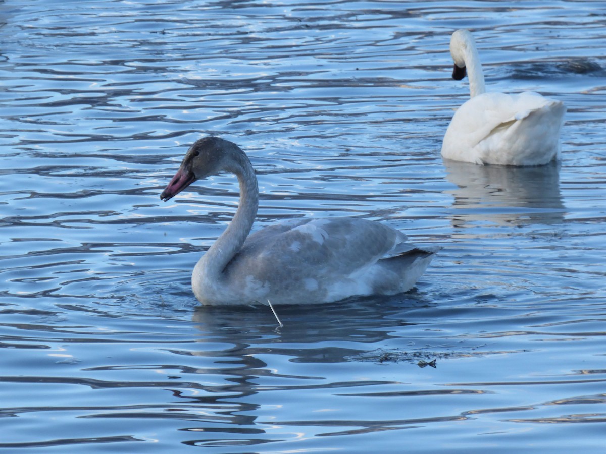 Tundra Swan - ML502593061