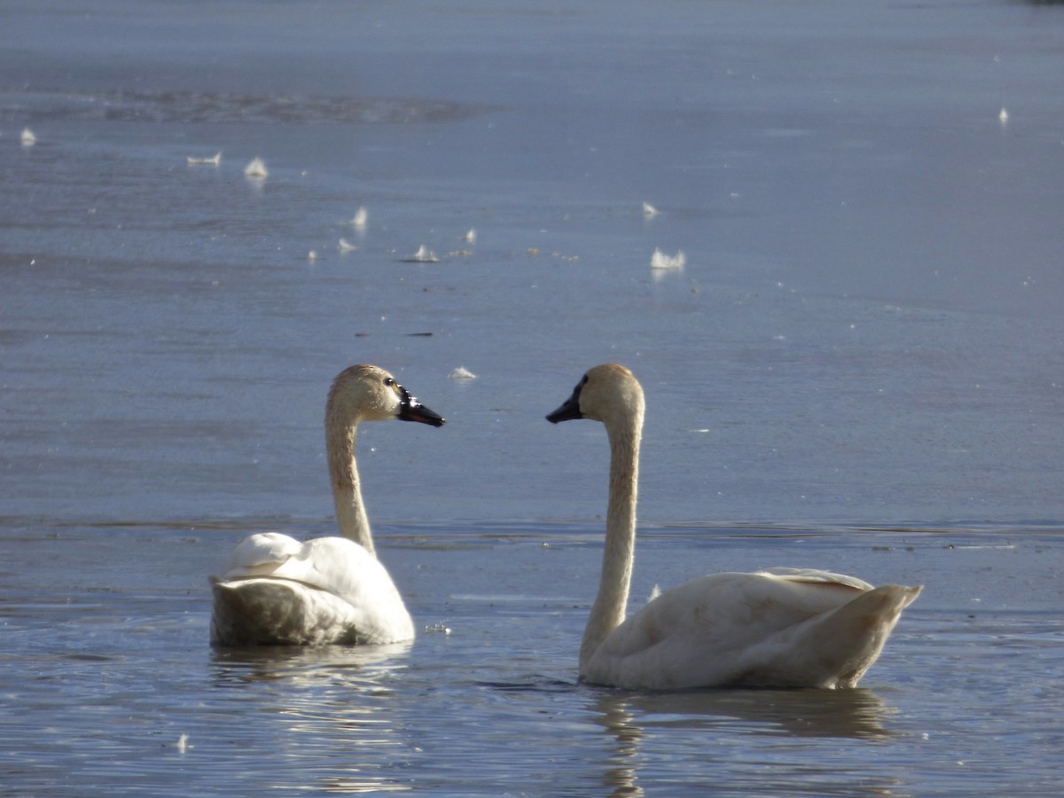 Tundra Swan - Marsha White