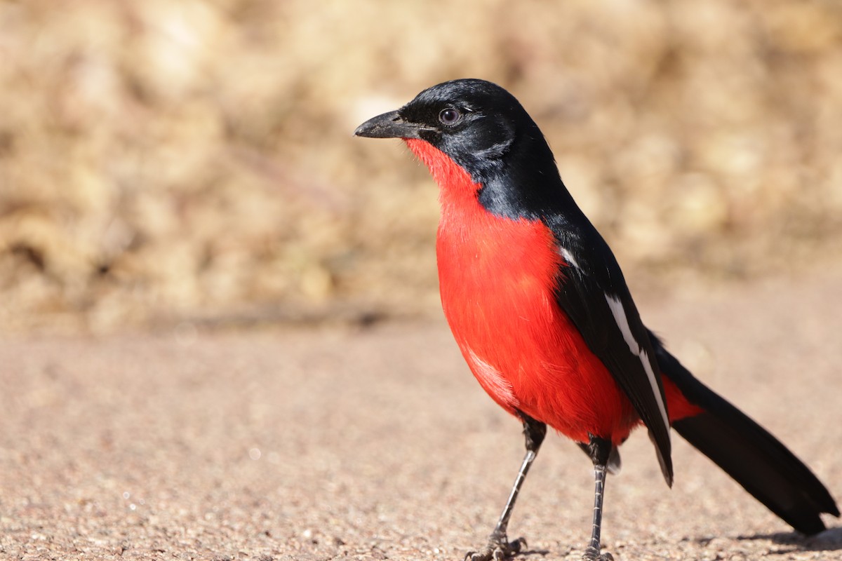 Crimson-breasted Gonolek - ML502593201