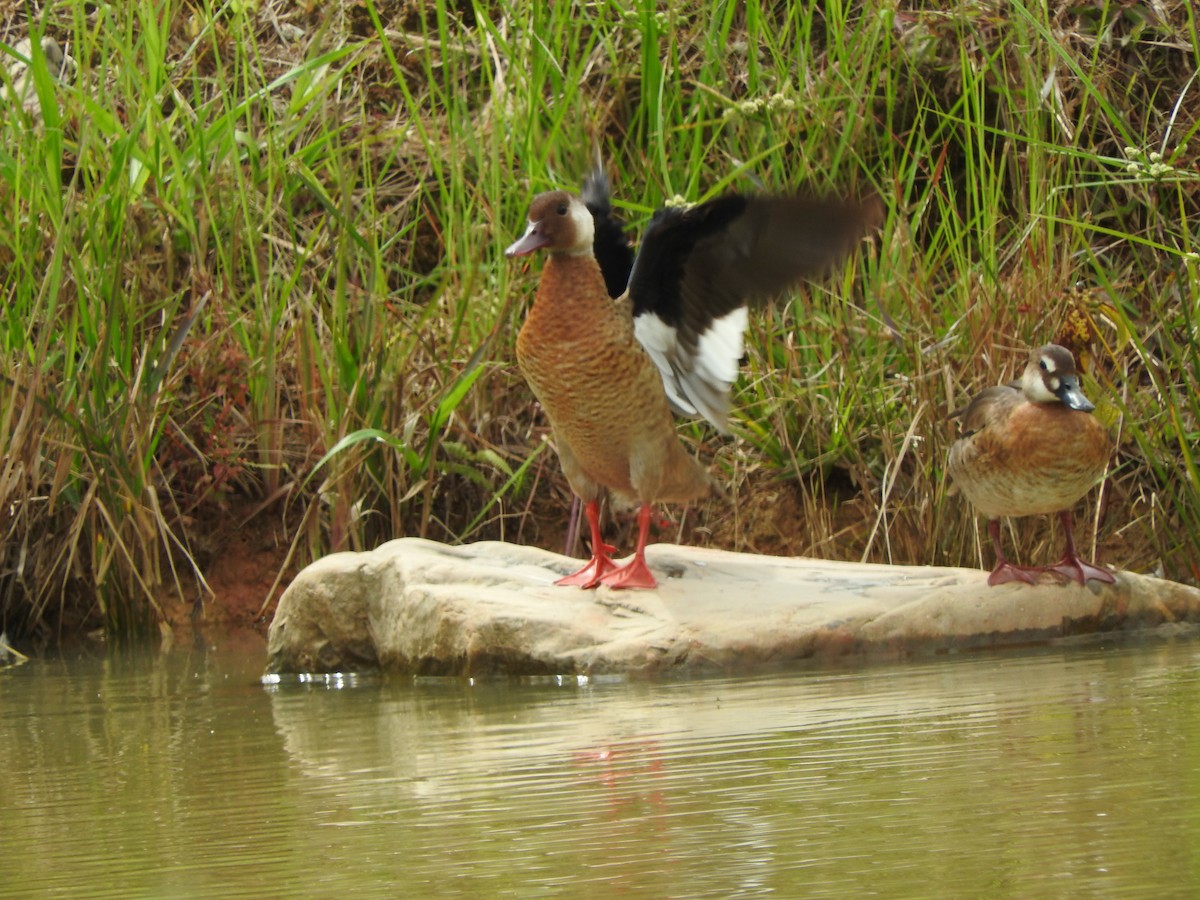 Brazilian Teal - Agustin Carrasco