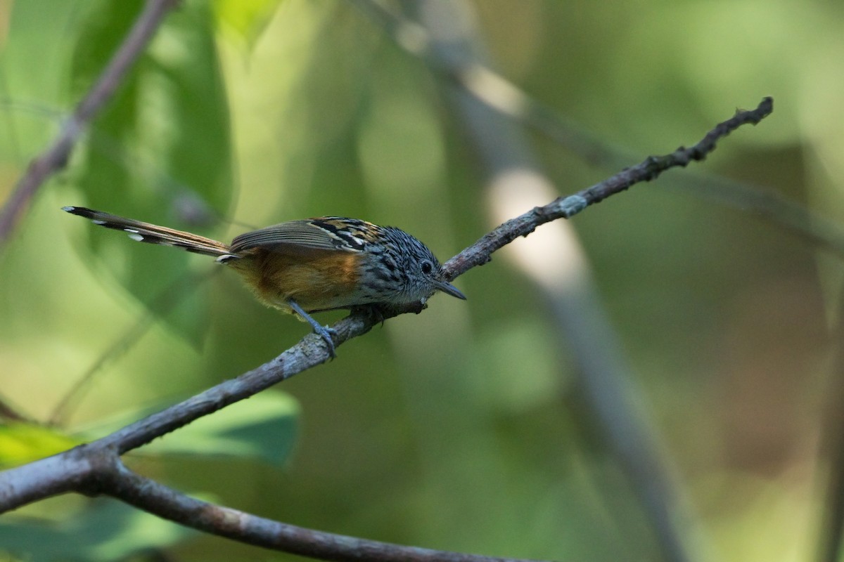 Santa Marta Antbird - ML502593911