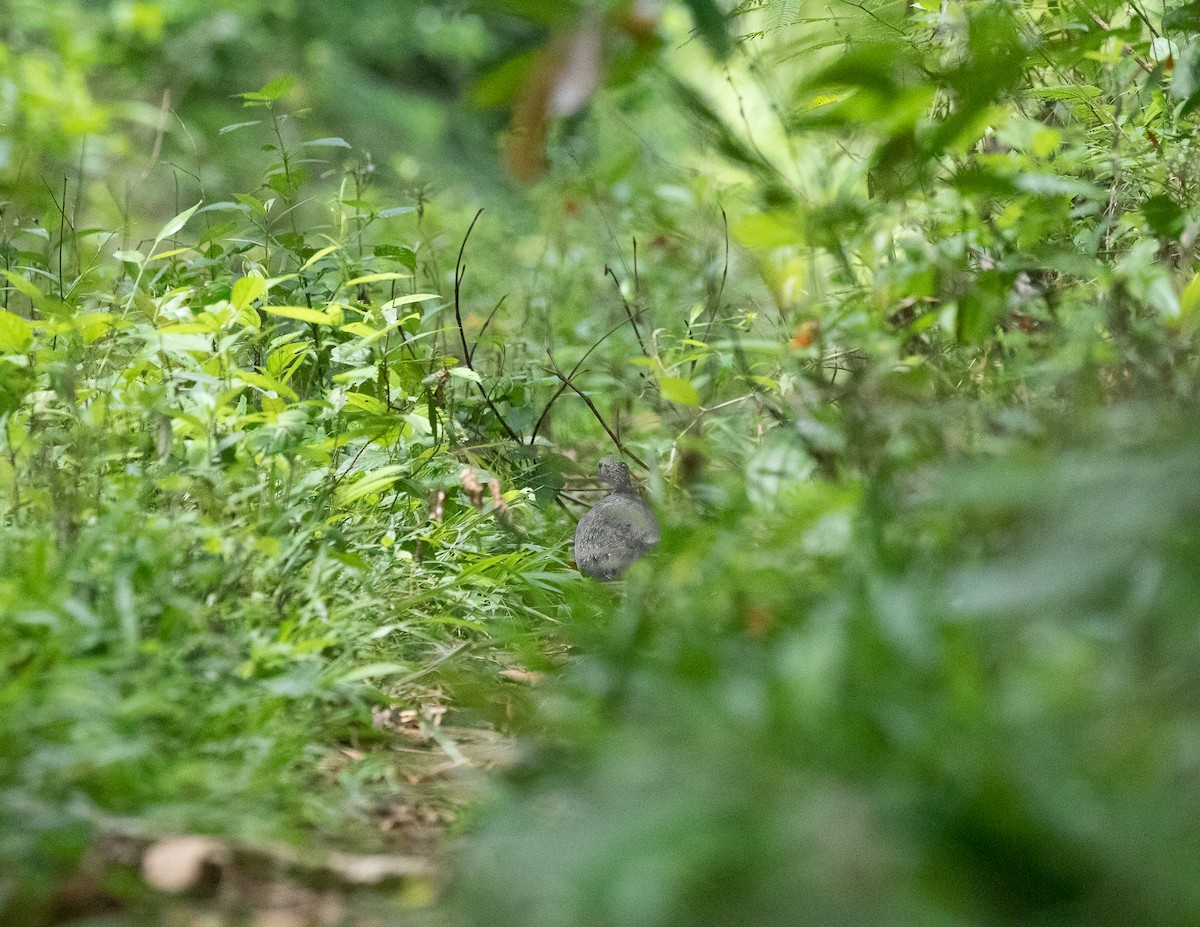 White-throated Tinamou - ML502594161