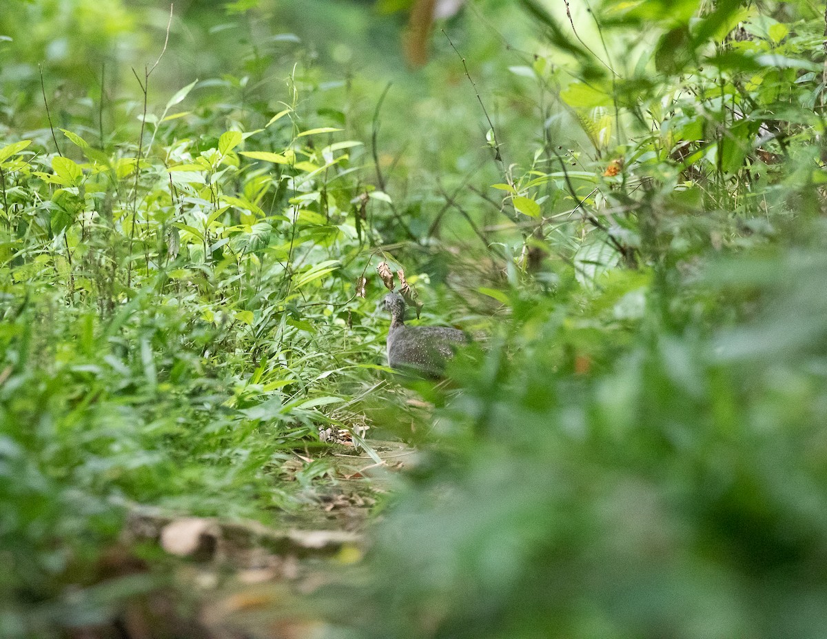 White-throated Tinamou - ML502594181