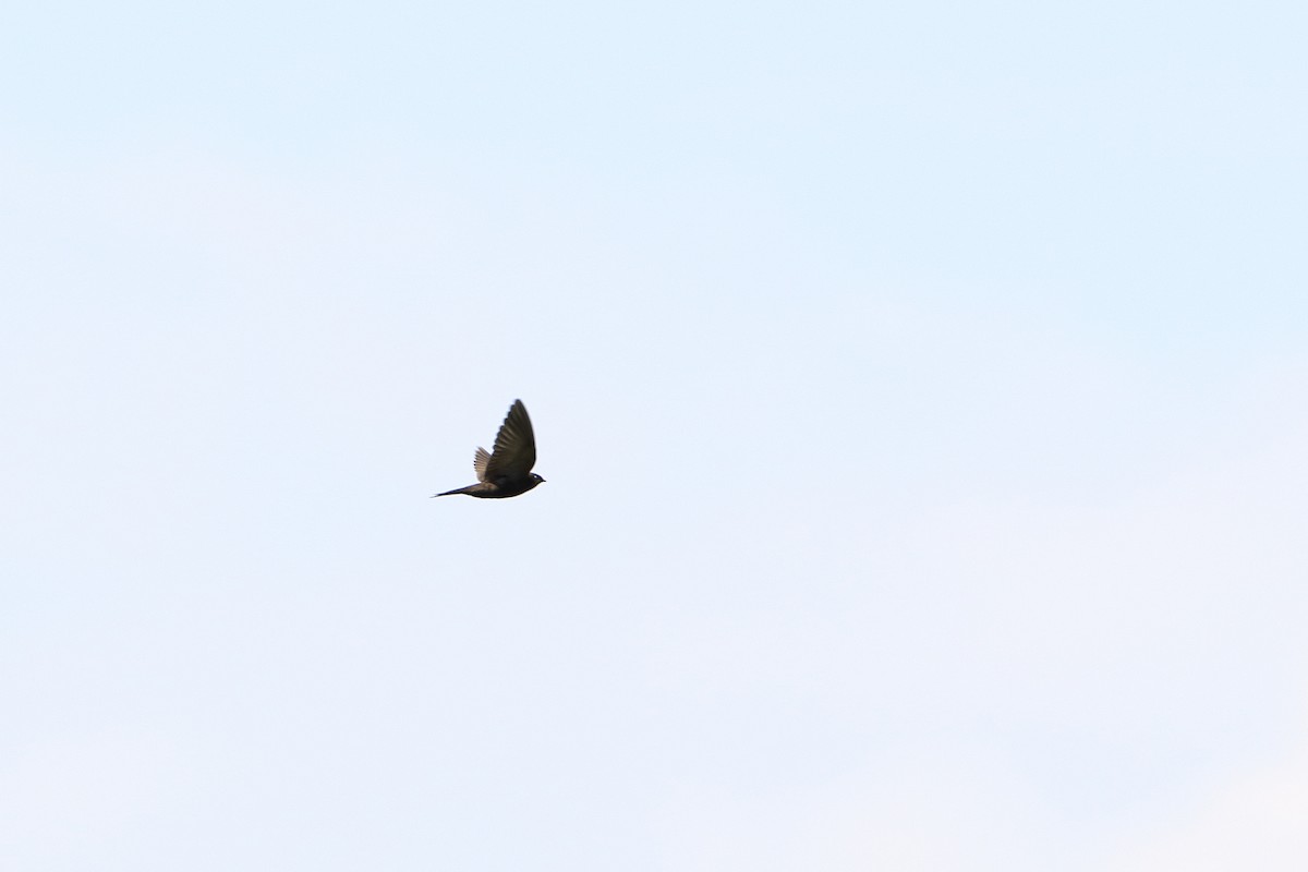 Golondrina Cabeciblanca (albiceps) - ML502594441