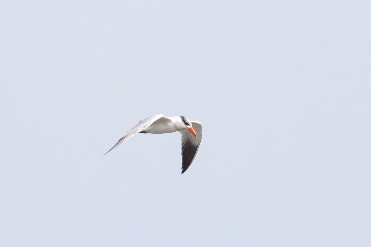 Caspian Tern - ML502595171