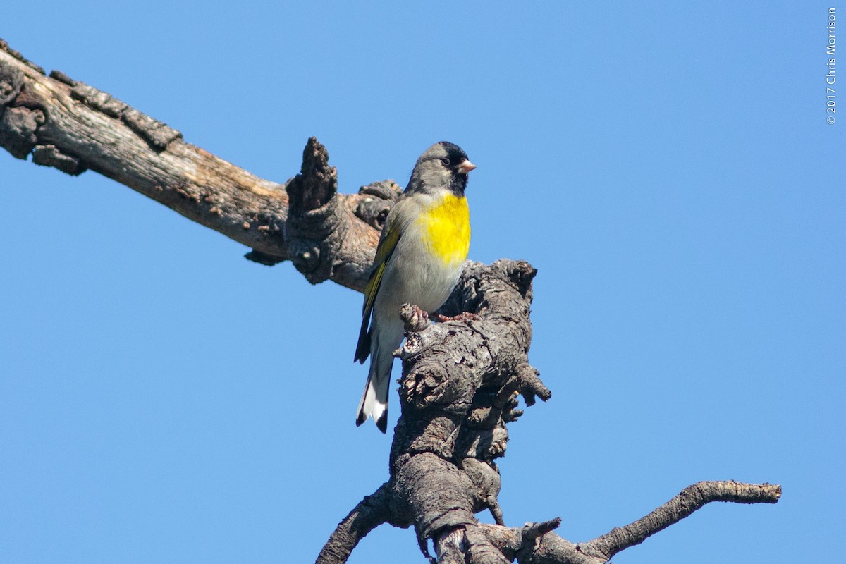 Lawrence's Goldfinch - Chris Morrison