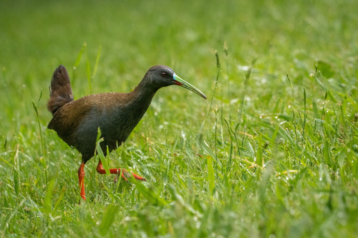 Plumbeous Rail - Ethan Rising