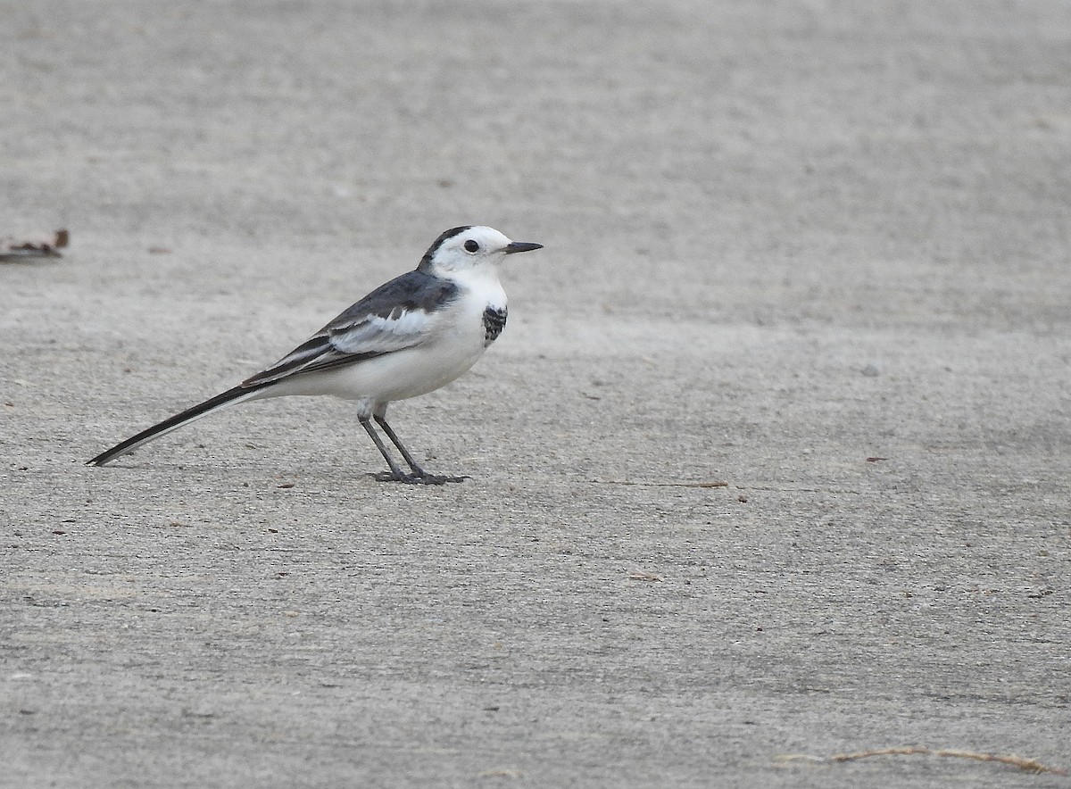 White Wagtail - Javier Robres