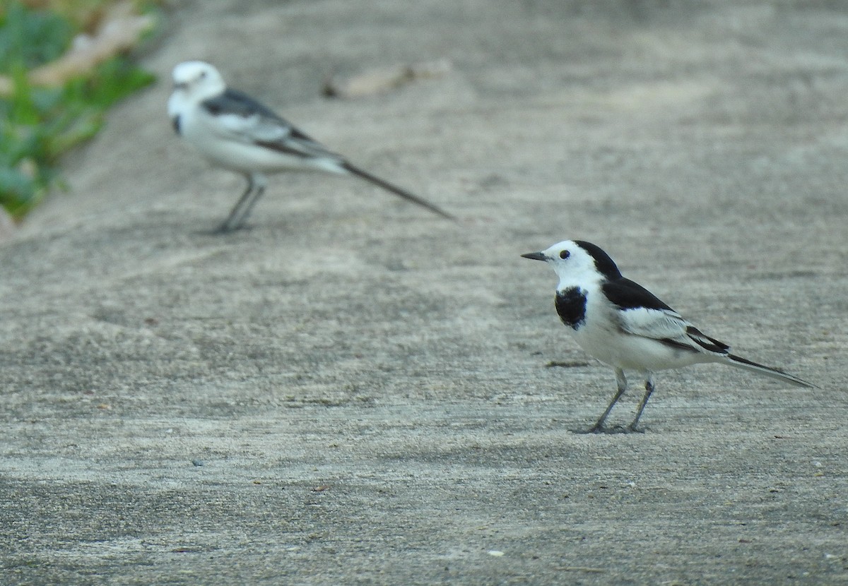 White Wagtail - Javier Robres