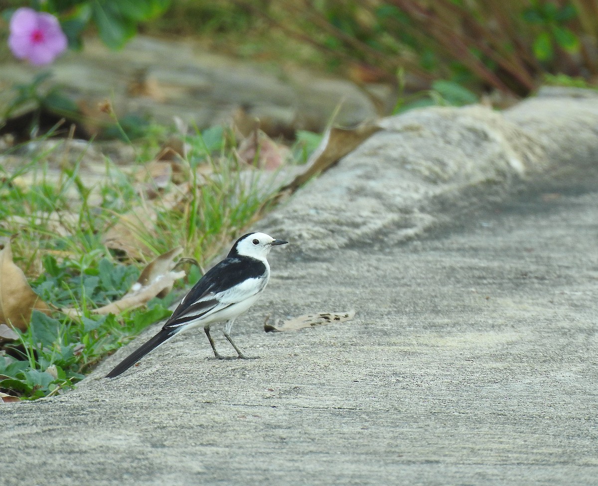 White Wagtail - Javier Robres