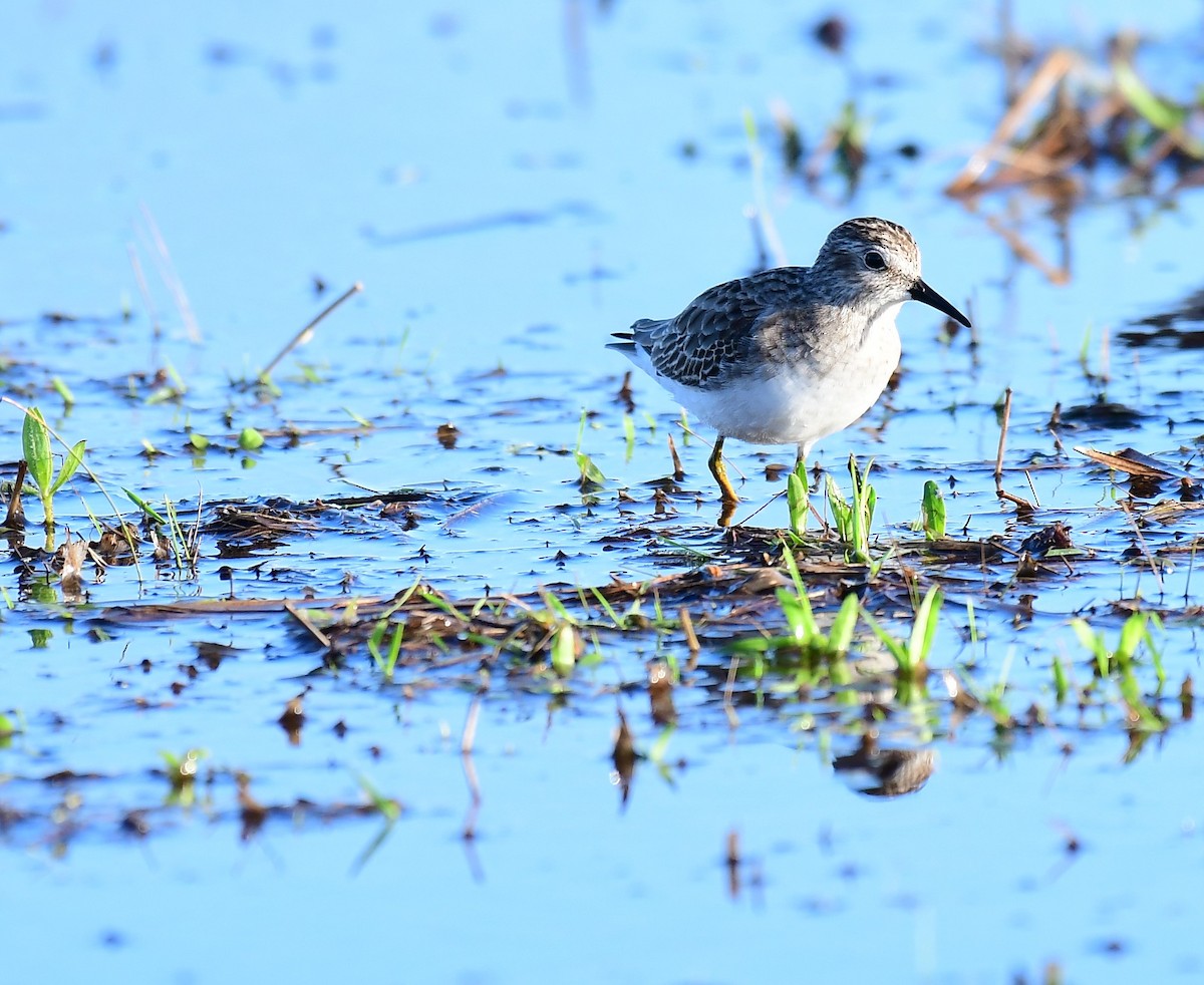 Least Sandpiper - ML502598631