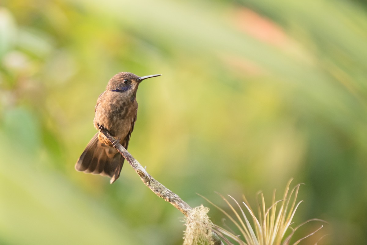 Brown Violetear - ML50259891