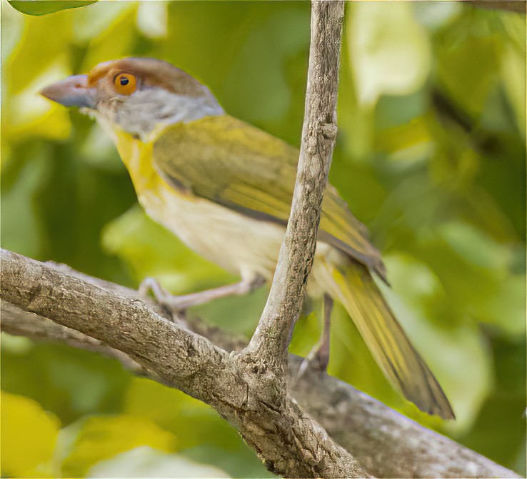 Rufous-browed Peppershrike - ML502599131