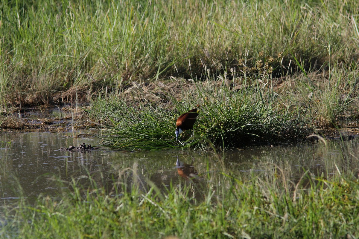 African Jacana - ML502599201