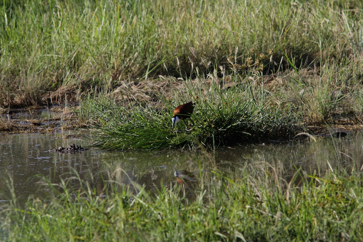 African Jacana - ML502599211