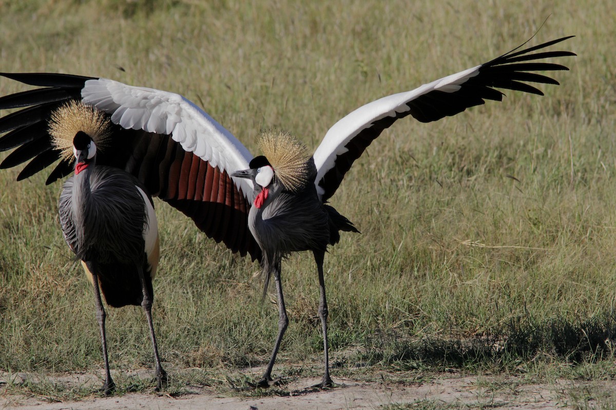 Gray Crowned-Crane - ML502599731