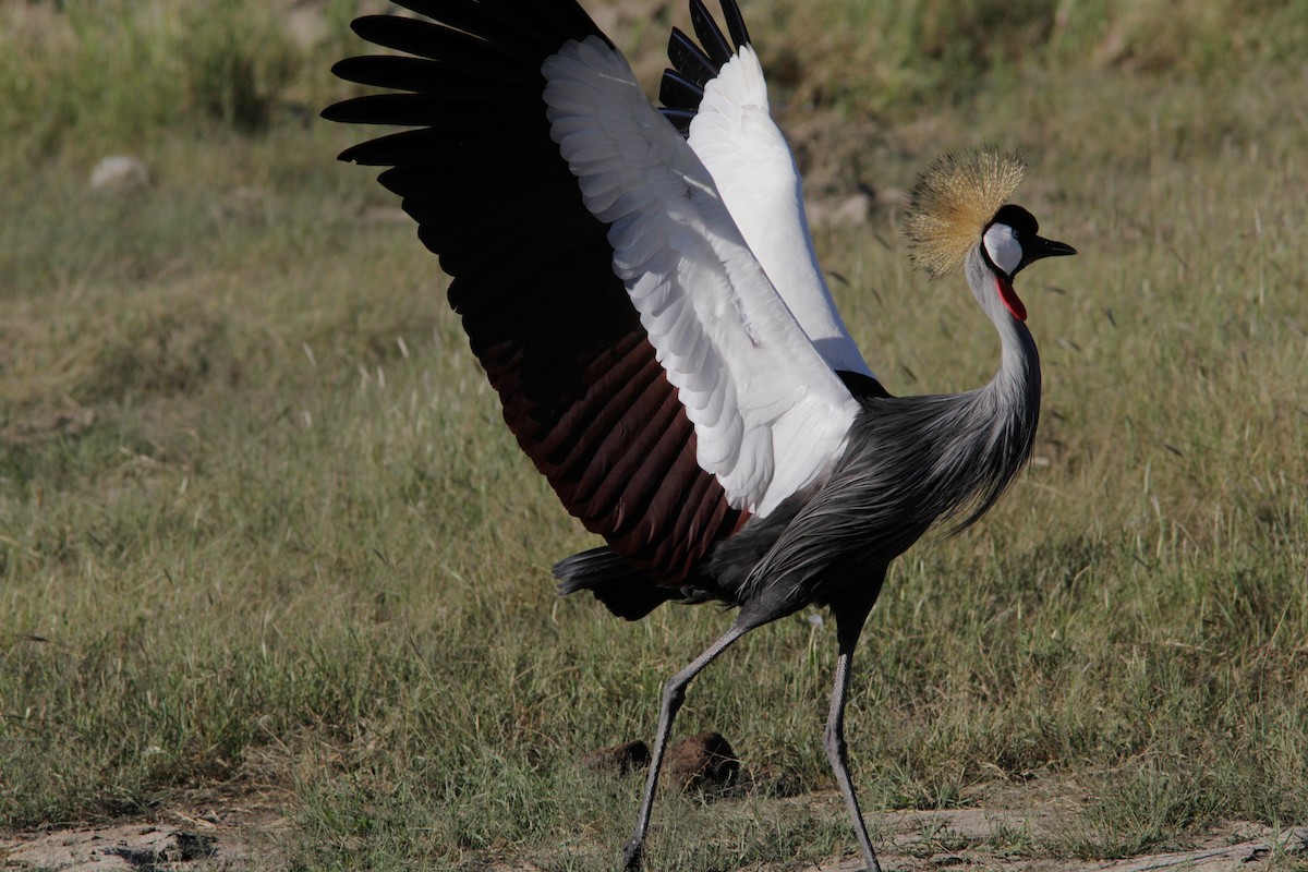 Gray Crowned-Crane - ML502600031