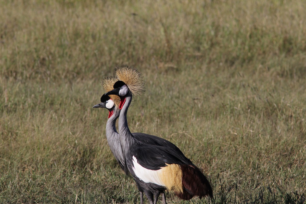 Gray Crowned-Crane - ML502600221