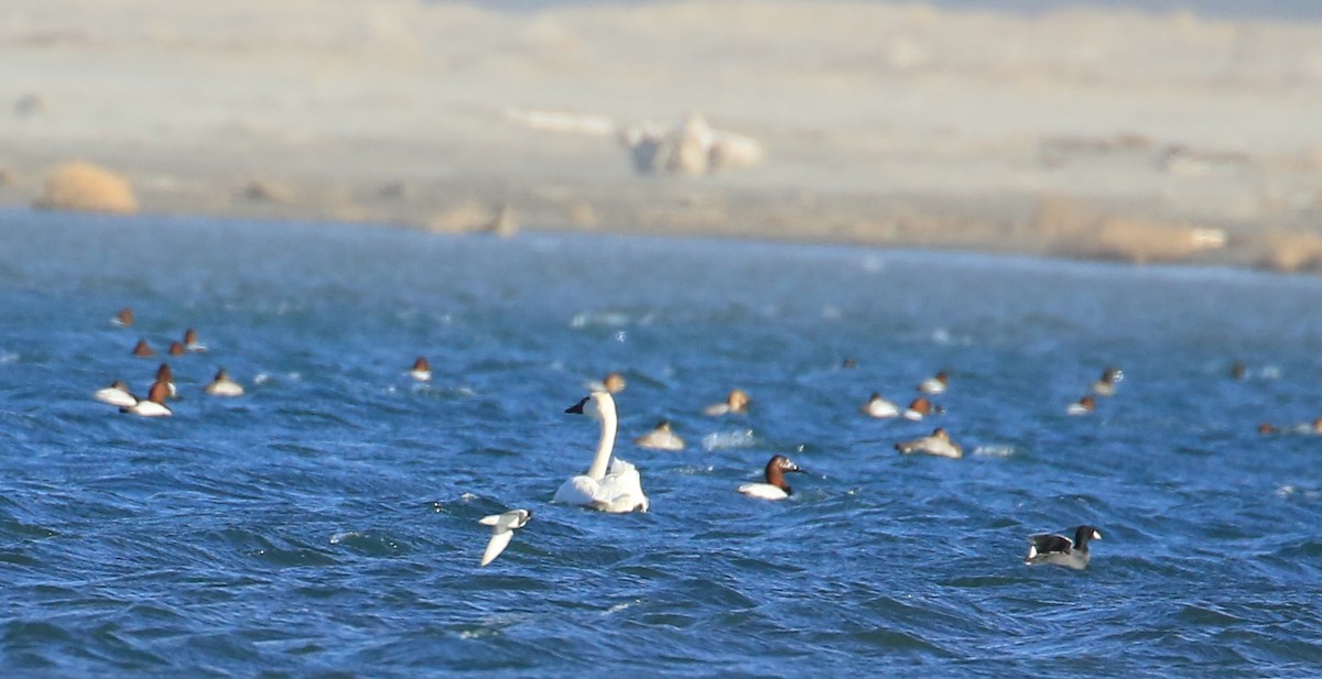 Red Phalarope - ML502600711