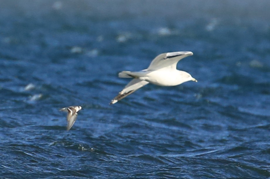 Red Phalarope - ML502601011