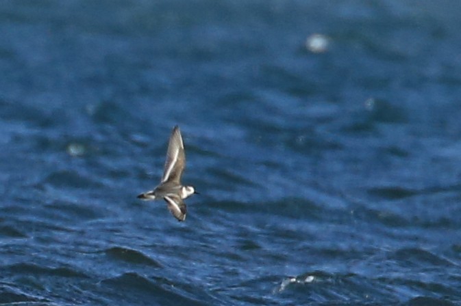 Red Phalarope - ML502601241