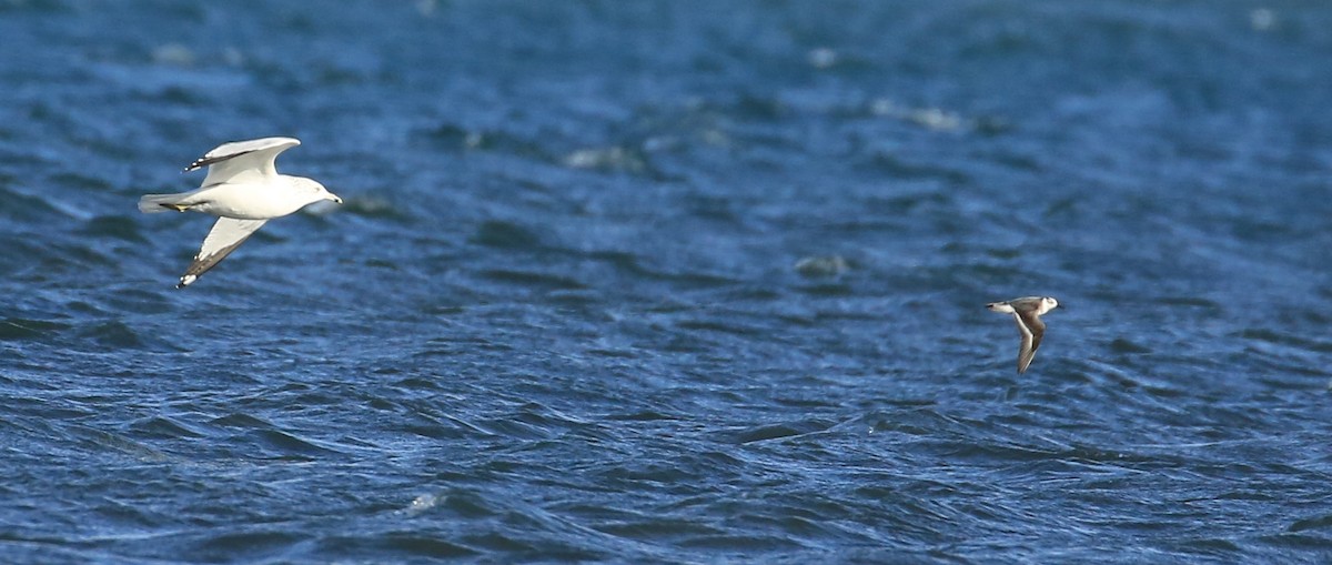 Red Phalarope - ML502601991