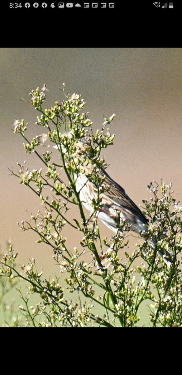 Vesper Sparrow - ML502602231