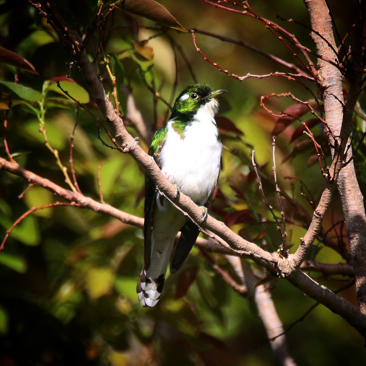 Klaas's Cuckoo - ML502602261