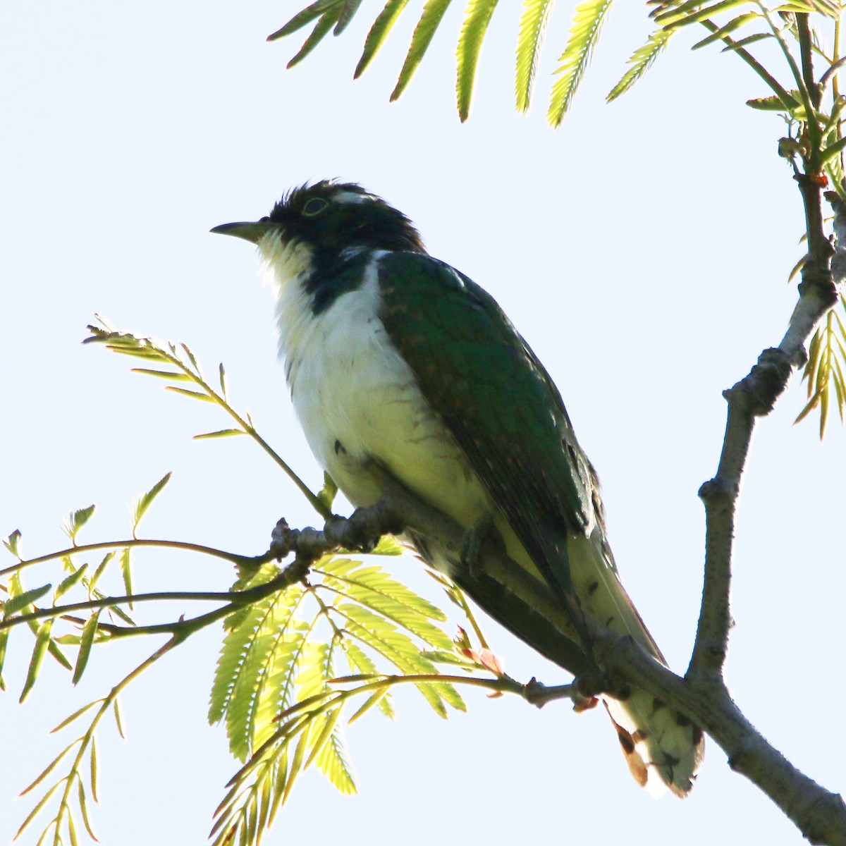 Klaas's Cuckoo - ML502602271