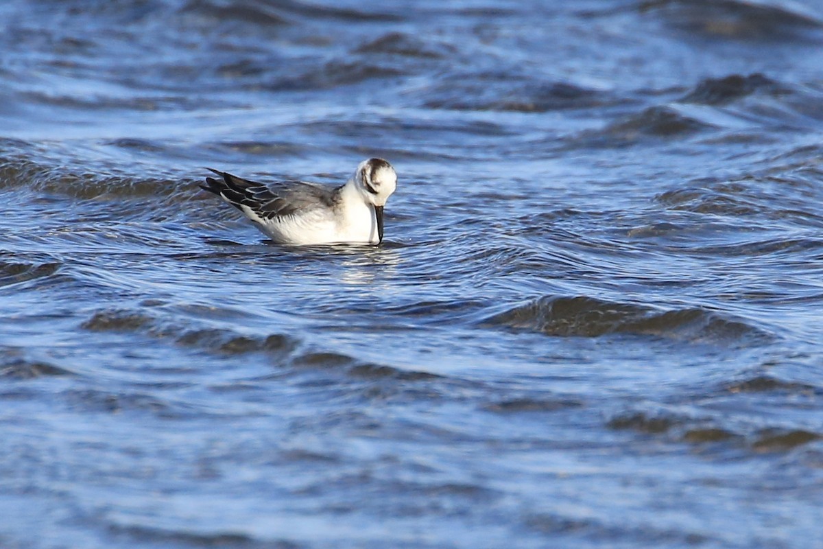 Red Phalarope - ML502602541