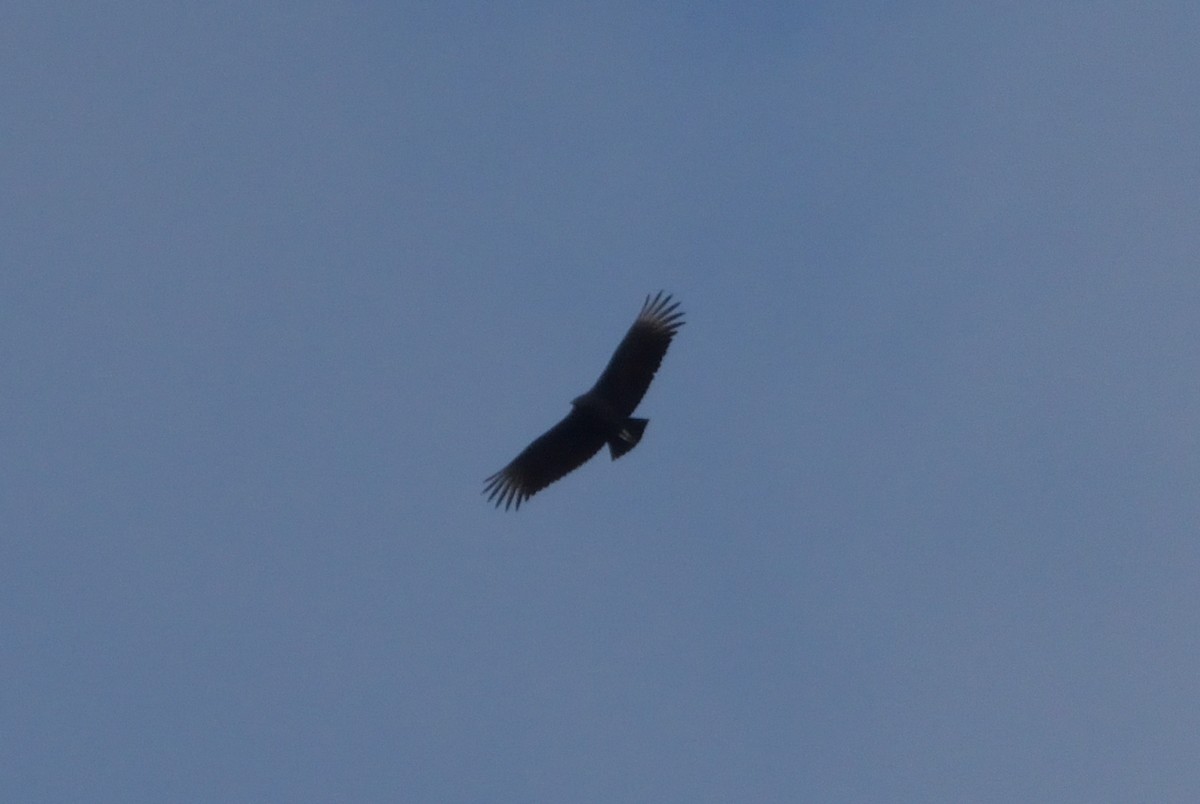 Black Vulture - ML502603421