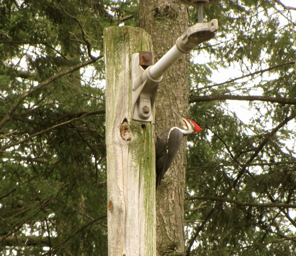 Pileated Woodpecker - ML502603761