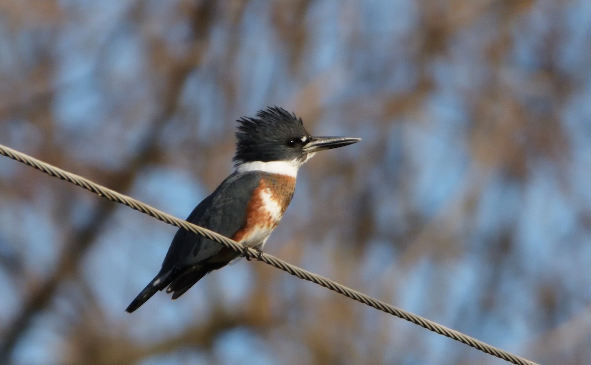 Belted Kingfisher - ML502604031