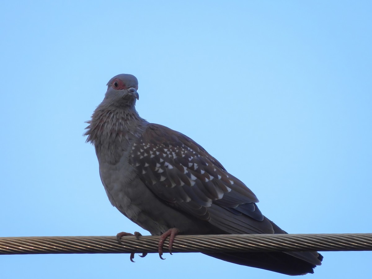 Speckled Pigeon - ML502604191