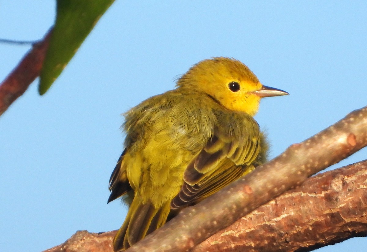 Paruline jaune - ML502604401