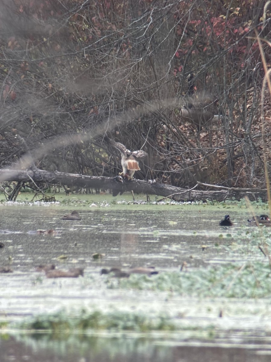 Red-tailed Hawk - ML502606601