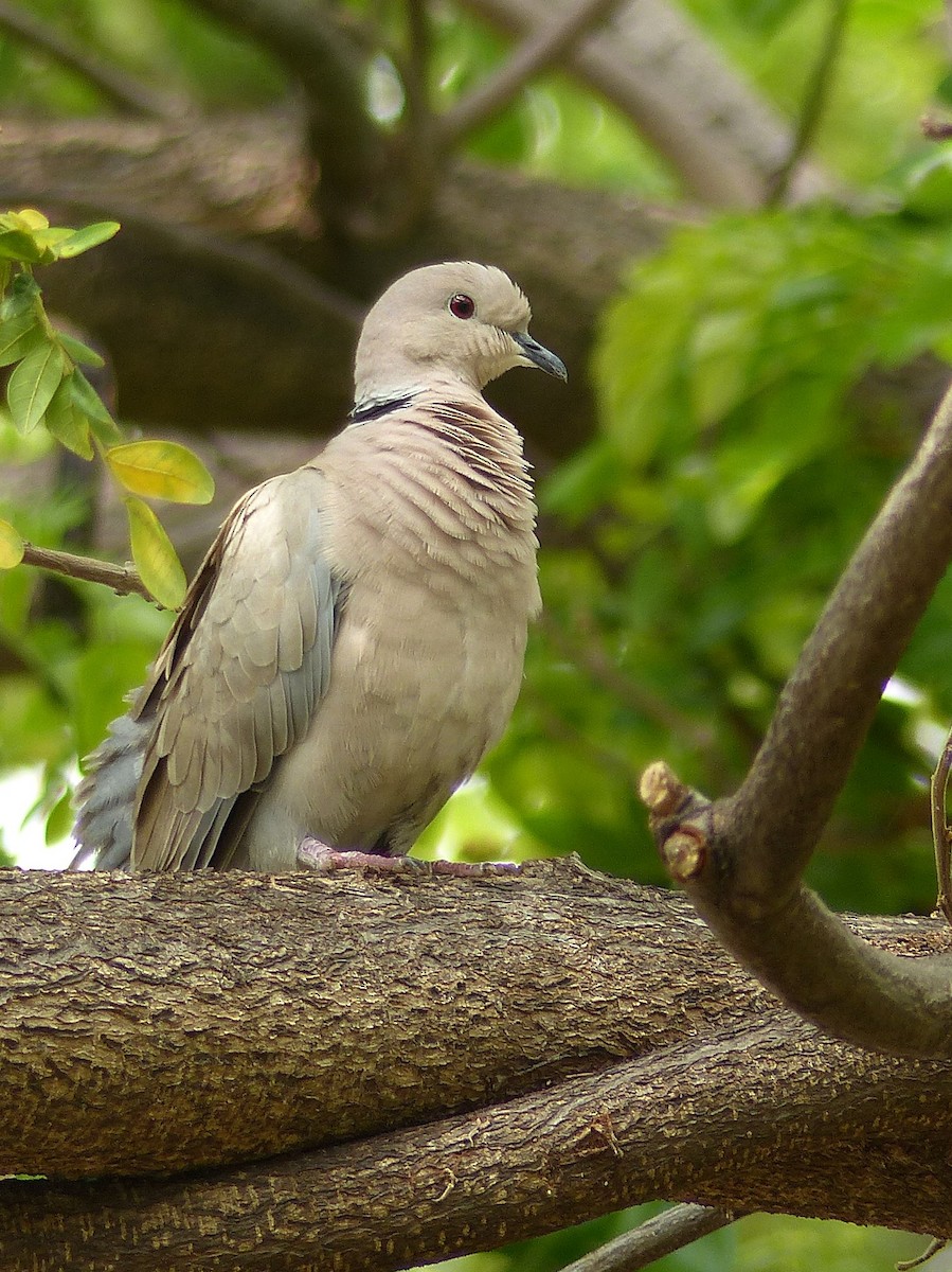 Eurasian Collared-Dove - ML502606701