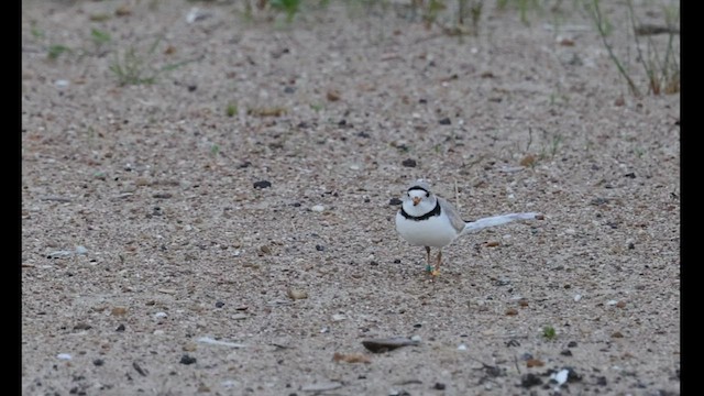 Piping Plover - ML502606801