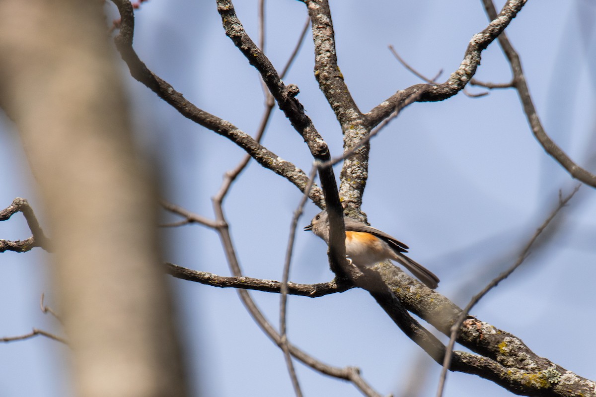 Tufted Titmouse - ML502607181