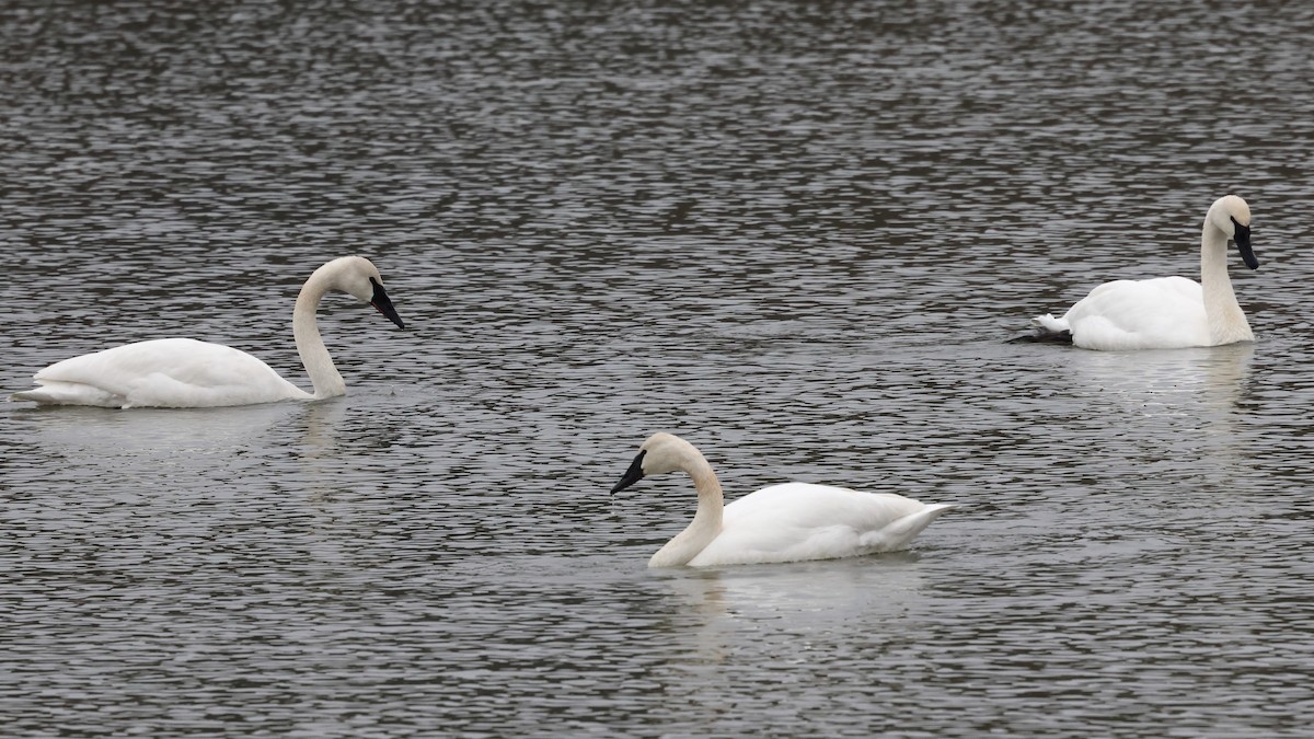 Trumpeter Swan - ML502607951