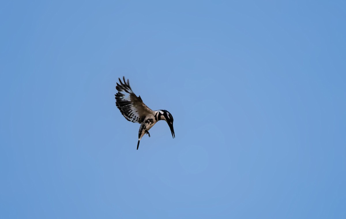 Pied Kingfisher - Vivek Saggar