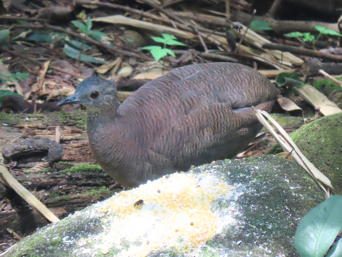 Undulated Tinamou - Jose Martinez De Valdenebro