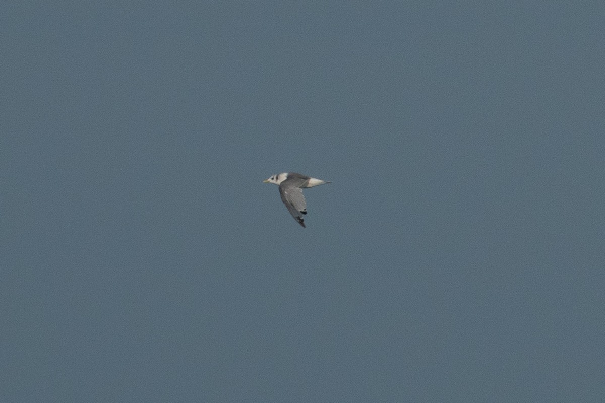 Black-legged Kittiwake - ML502611081