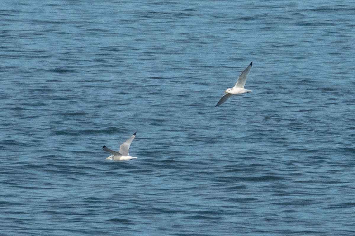 Black-legged Kittiwake - ML502611091