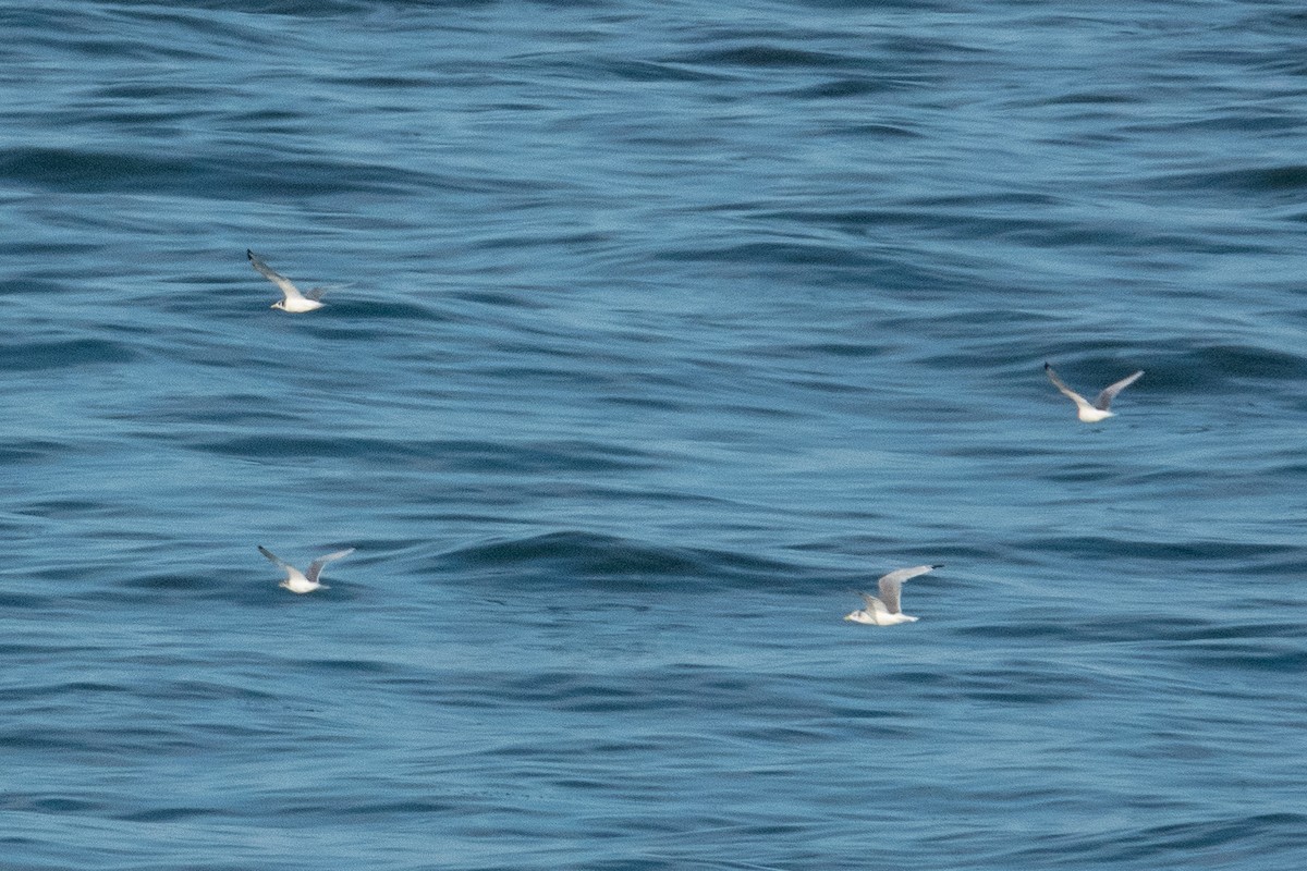 Black-legged Kittiwake - ML502611101