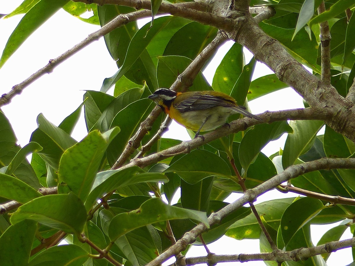 Cigua Puertorriqueña - ML502611281