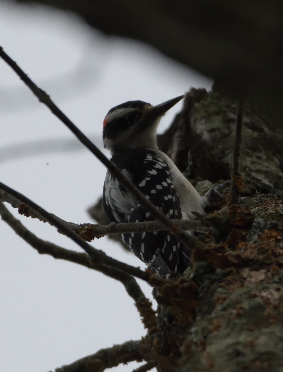 Hairy Woodpecker (Eastern) - ML502612531