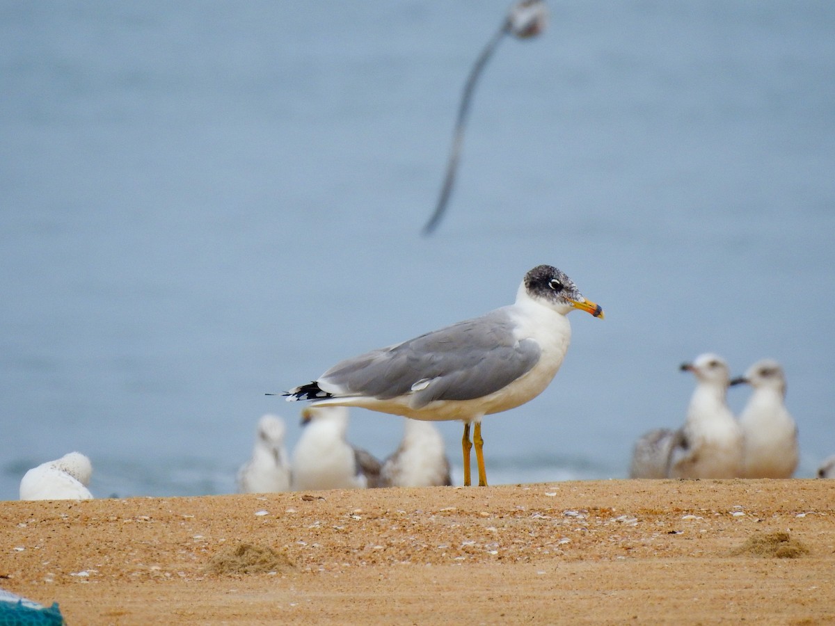 Pallas's Gull - ML502614671